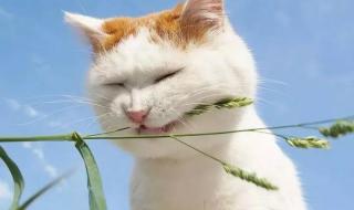 Apple watch如何设置表盘屏保 iphone屏保